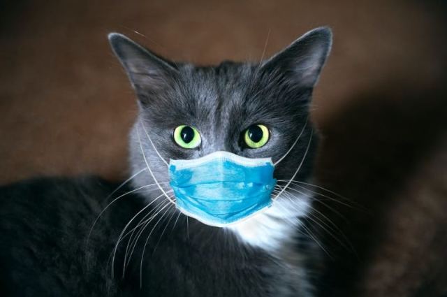 Cat 2