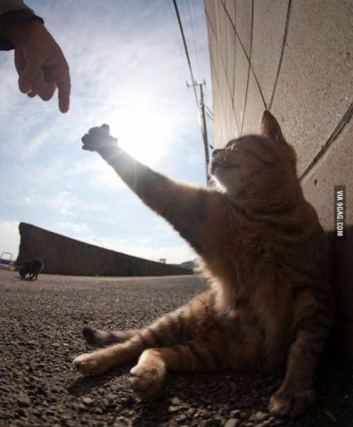 Cat 7