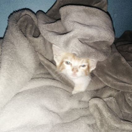 Cat 1