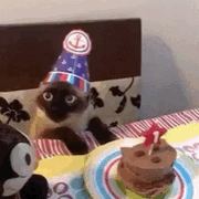 Cat 10