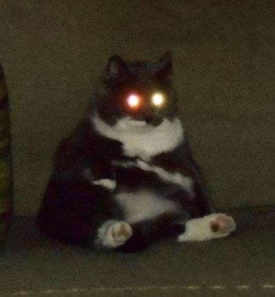 Cat 3