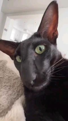 Cat 1