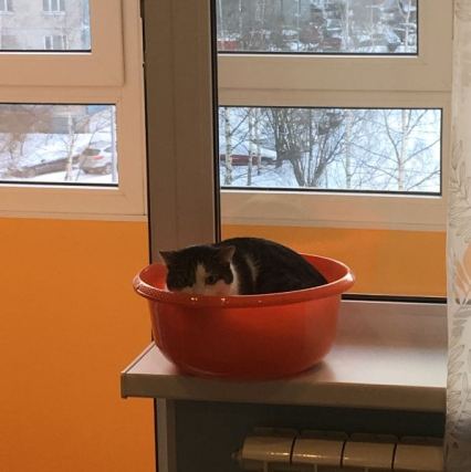 Cat 4