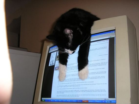 Cat 2