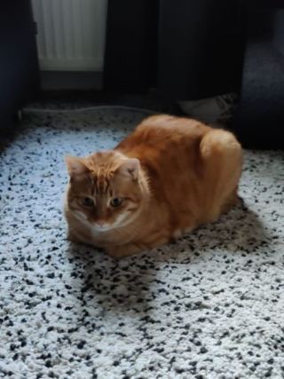 Cat 5
