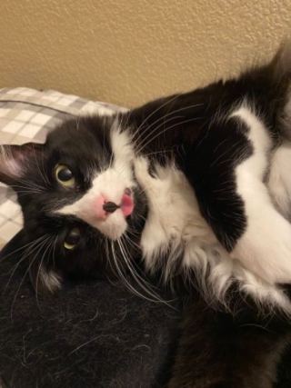 Cat 2
