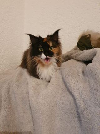 Cat 7