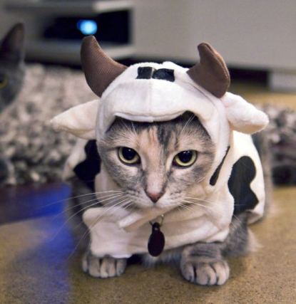 Cat 2