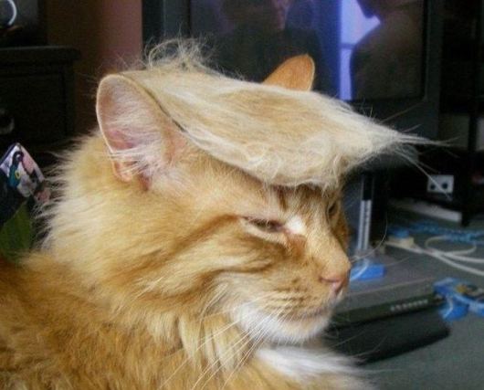 Cat 10