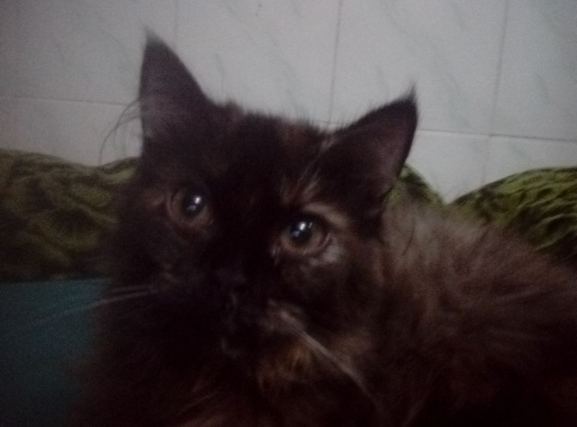 Cat 7