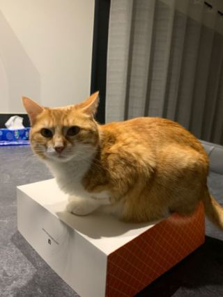 Cat 4