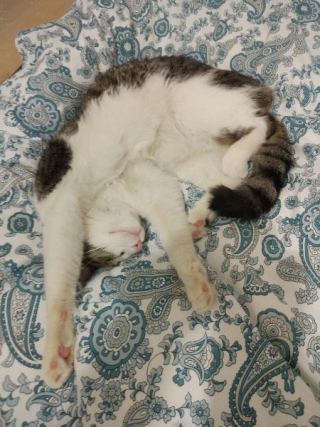 Cat 1