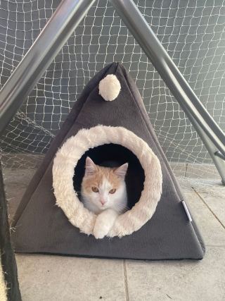 Cat 8