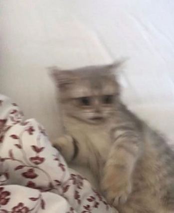 Cat 7