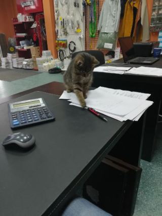 Cat 5