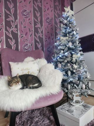 Cat 3