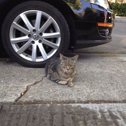 Cat 2