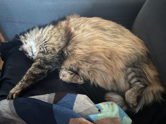 Cat 8