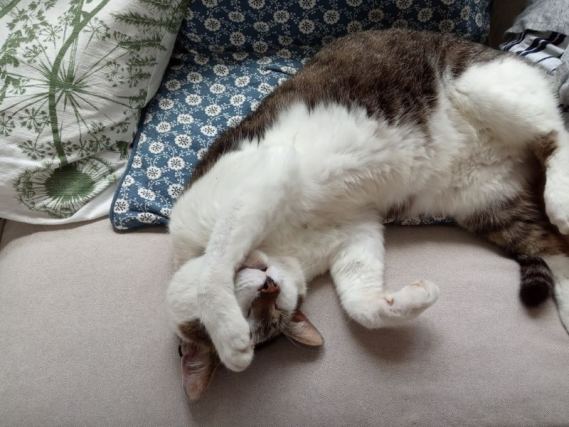 Cat 6