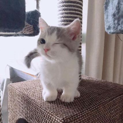 Cat 4