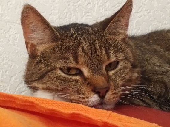 Cat 9