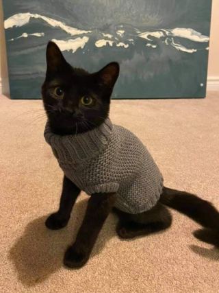 Cat 4