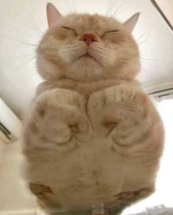 Cat 4