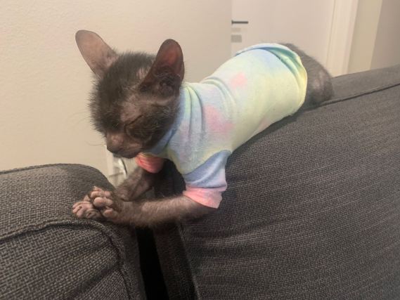 Cat 3
