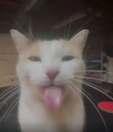 Cat 5