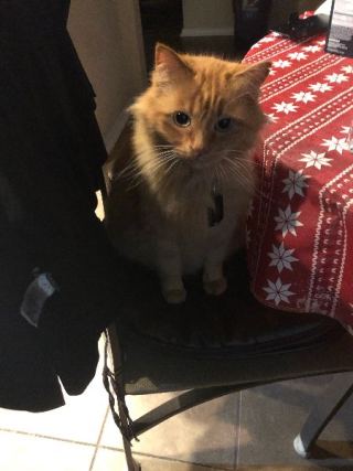 Cat 1