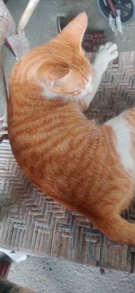 Cat 7