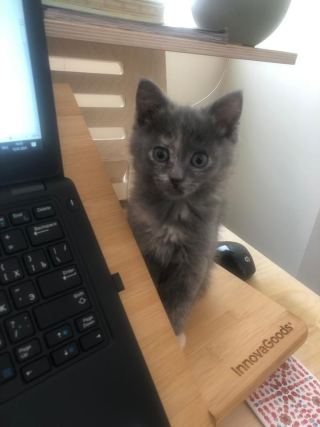 Cat 1