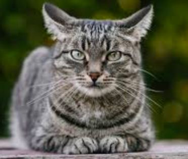 Cat 3