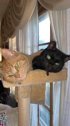 Cat 5