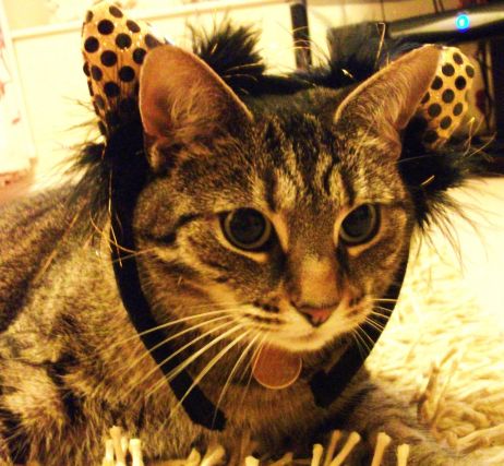 Cat 1
