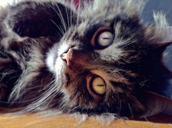 Cat 1