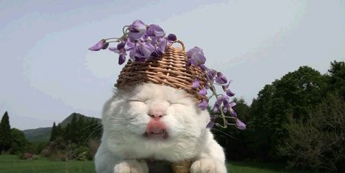 Cat 1