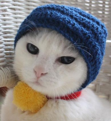 Cat 1