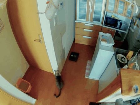 Cat 1