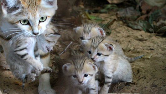 Cat 1