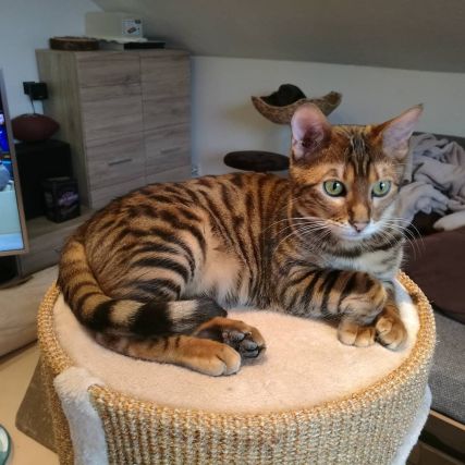 Cat 1