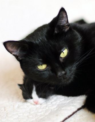 Cat 1