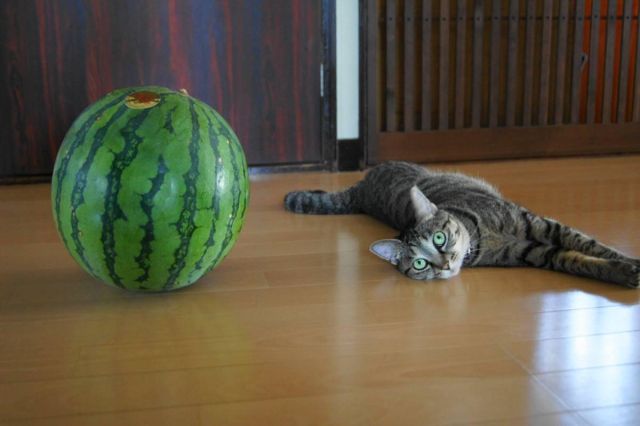 Cat 1