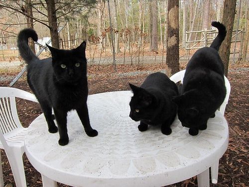 Cat 1