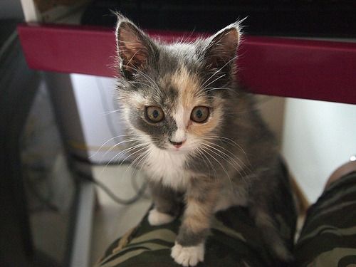 Cat 1