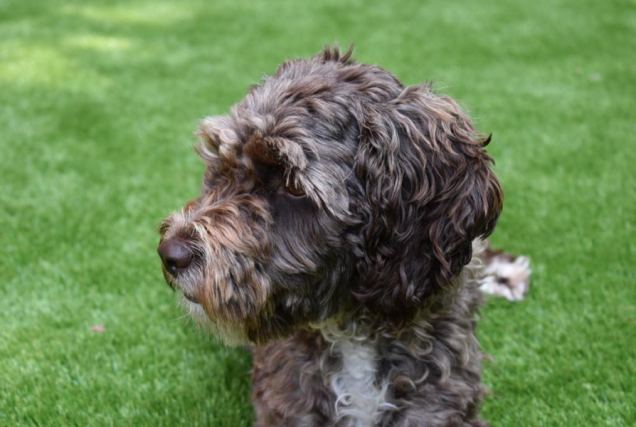Dog 7