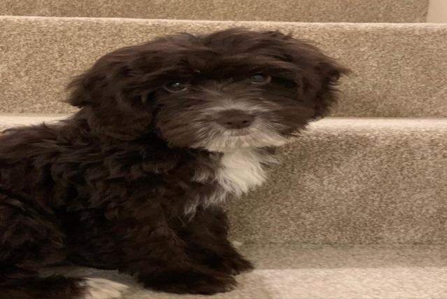 Dog 3