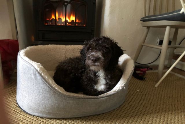 Dog 2