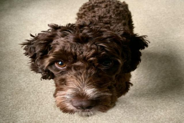 Dog 1