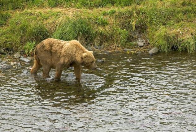 Bear 8